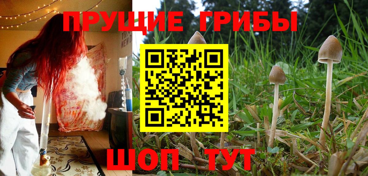 Псилоцибиновые грибы мицелий Мытищи